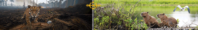 01 á 11 - Banner TOP - ALMT Queimadas - PI 48245