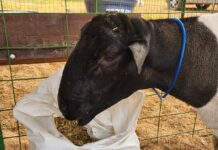Ovinocultura: GreenFarm terá exposição de animais, palestras, degustação de carne e cursos sobre criação de ovinos