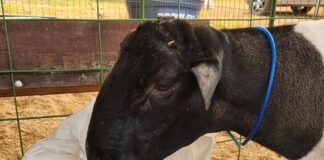 Ovinocultura: GreenFarm terá exposição de animais, palestras, degustação de carne e cursos sobre criação de ovinos