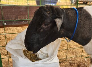 Ovinocultura: GreenFarm terá exposição de animais, palestras, degustação de carne e cursos sobre criação de ovinos