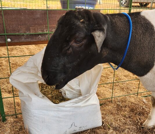 Ovinocultura: GreenFarm terá exposição de animais, palestras, degustação de carne e cursos sobre criação de ovinos