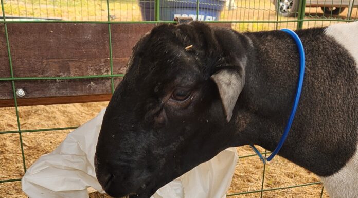Ovinocultura: GreenFarm terá exposição de animais, palestras, degustação de carne e cursos sobre criação de ovinos
