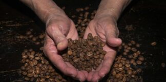 GreenFarm cria espaço AgroCidades para apresentar à capital a diversidade produtiva existente no interior de Mato Grosso