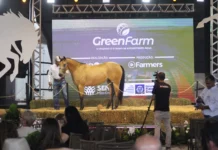 🐎 A GreenFarm 2026 abre sua programação de leilões no dia 27 de maio com a Noite de Gala do Quarto de Milha, reunindo cavalos de alta genética e linhagem.