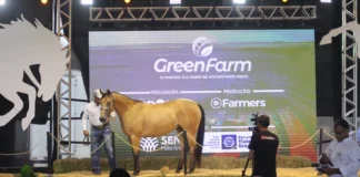 🐎 A GreenFarm 2026 abre sua programação de leilões no dia 27 de maio com a Noite de Gala do Quarto de Milha, reunindo cavalos de alta genética e linhagem.