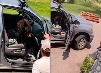 Urso invade caminhonete e surpreende motorista ao ocupar banco do passageiro; veja vídeo