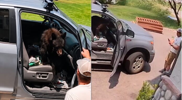 Urso invade caminhonete e surpreende motorista ao ocupar banco do passageiro; veja vídeo